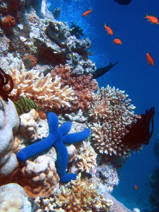 Красное море — дайвинг и снорклинг